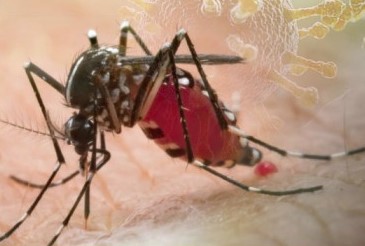 Малярия против денге: понимание различий, симптомов и профилактики
